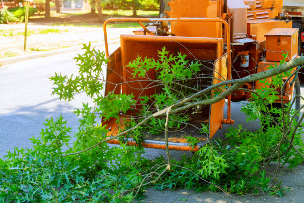 How Our Tree Care Process Works  in  Nicholasville, KY